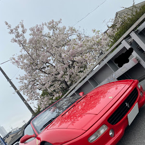 F355 スパイダー