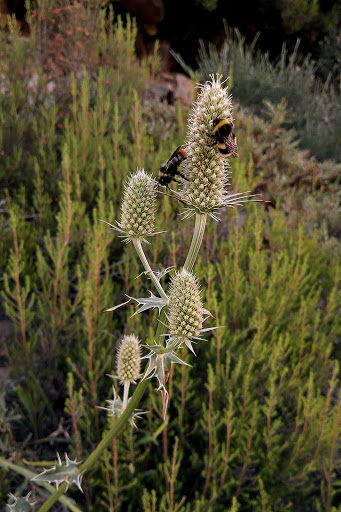 Eryngium duriaei