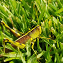 Obscure bird grasshopper