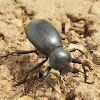 Large Darkling Beetle