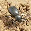 Large Darkling Beetle