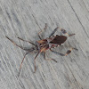 Western Conifer Seed Bug