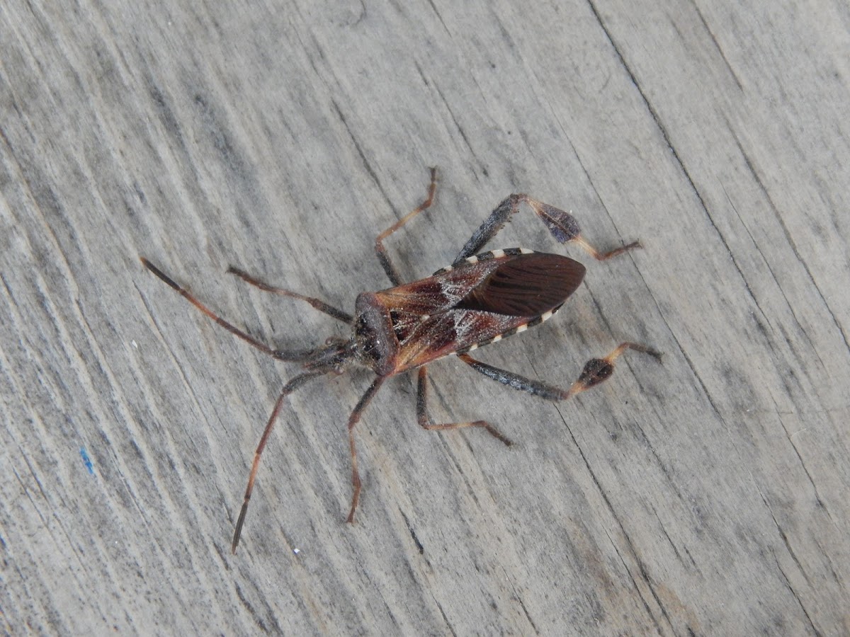 Western Conifer Seed Bug