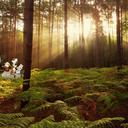 Forest Sherwood Forest Sunlight Desktop Wallp Chrome extension download