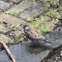 Mourning Dove