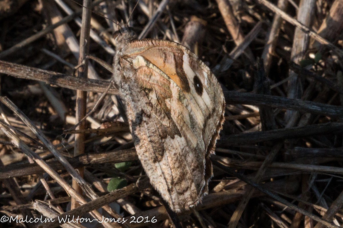 Grayling