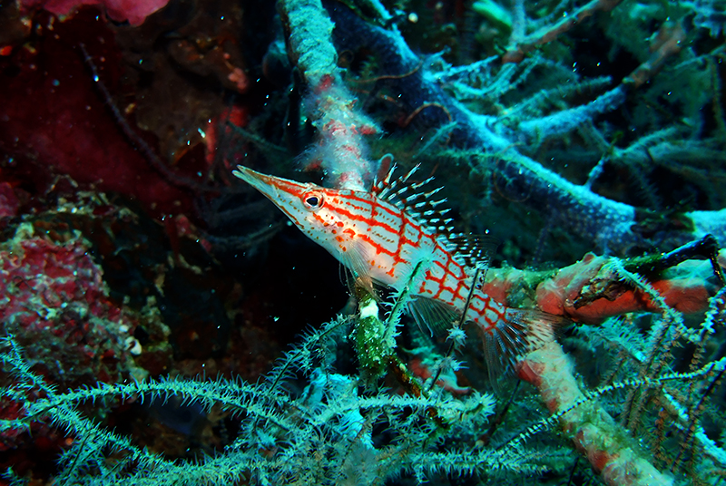 Longnose Hawkfish