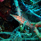 Longnose Hawkfish