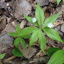 Starflower