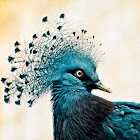 Victoria Crowned Pigeon