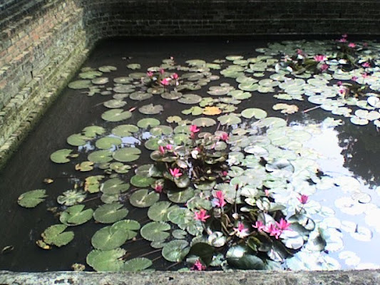 riflessi in un laghetto di hanoi-vietnam di lucia6982