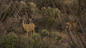 Saguaro thumbnail