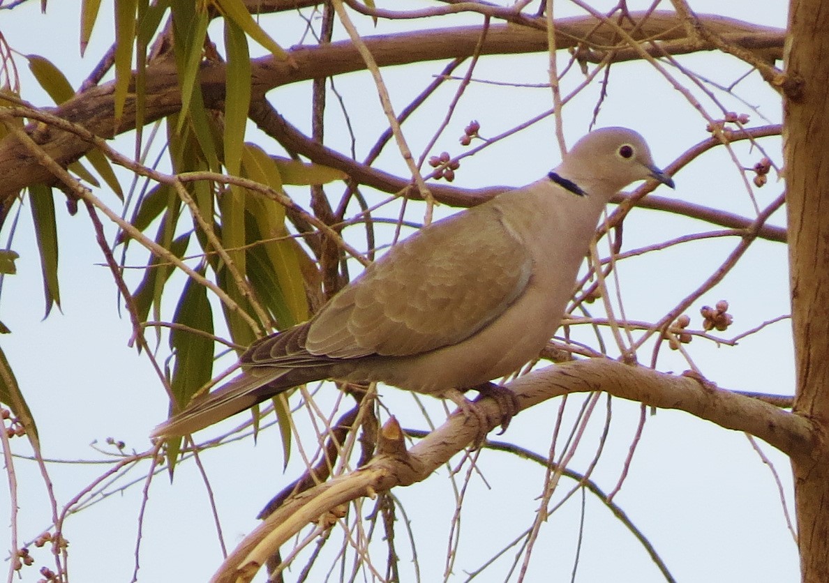 Collared Dove