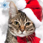 Find the Cat game Christmas! Apk