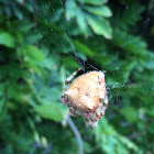 Cat faced Orb Weaver