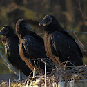 Black Vulture