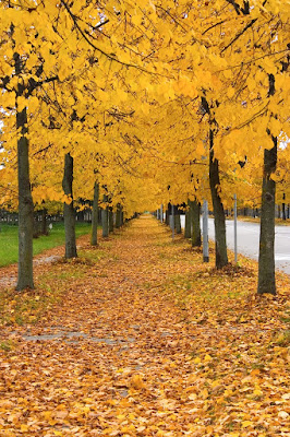 Caldo autunno di Claudio Bottini