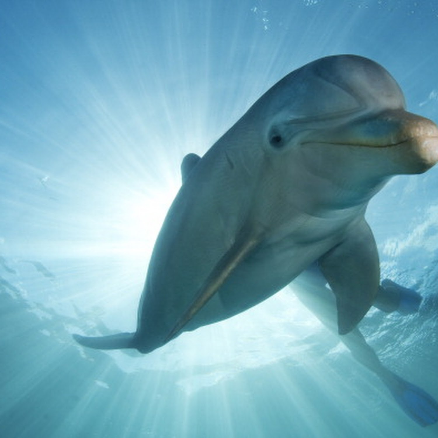 Did Sharks Really Kill That Cute Baby Dolphin?