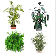Ornamental Plants  Icon
