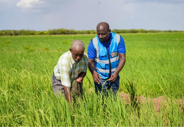 Gilbert Maluki, National Irrigation Authority (NIA) chairman and Stephen Njaramba a rice farmer at the Bura Irrigation Scheme.