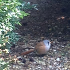 Bearded reedling