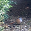 Bearded reedling