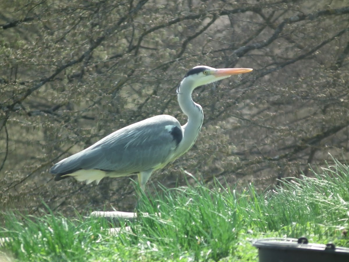 Grey heron