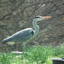 Grey heron