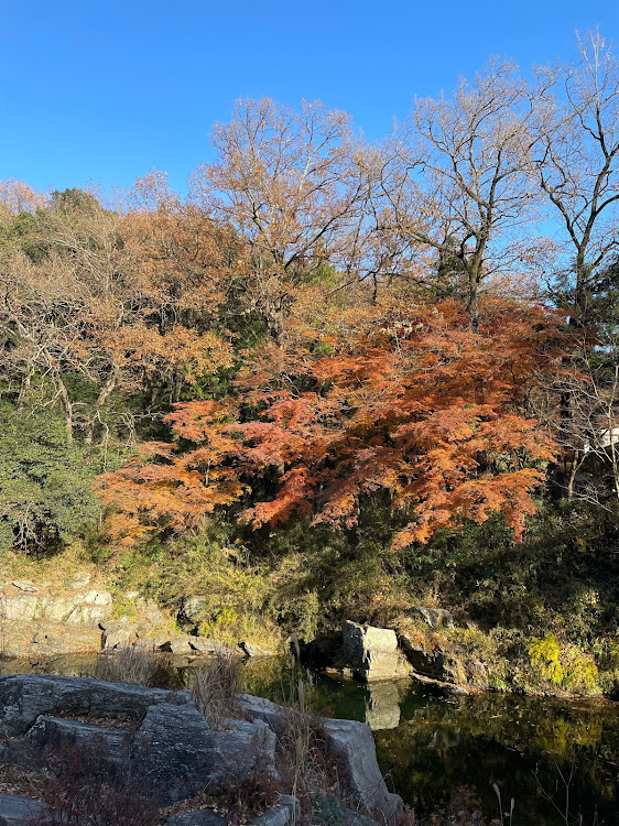 ハイラックスのソロキャンプ・薪ストーブ・嵐山渓谷に関するカスタム事例の投稿画像1枚目