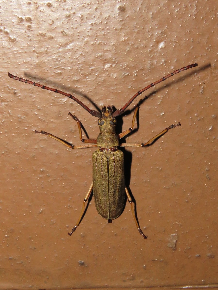 Long Horn Beetle