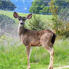 Black tailed deer