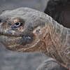 Galápagos tortoise