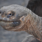 Galápagos tortoise