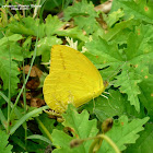 Large Orange Sulphur