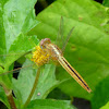 Ruddy Marsh Skimmer