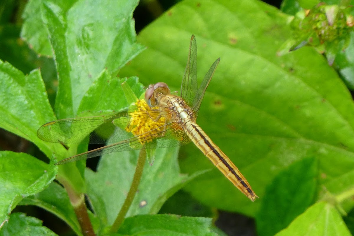 Ruddy Marsh Skimmer