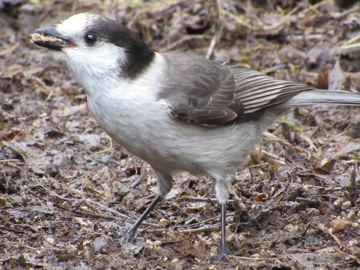 Gray Jay