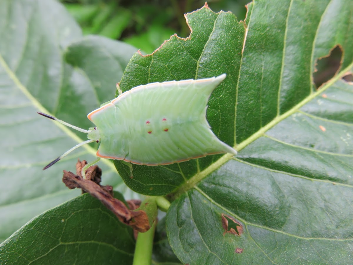 Shield-bug nymph