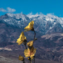 Desert Gold - Superbloom