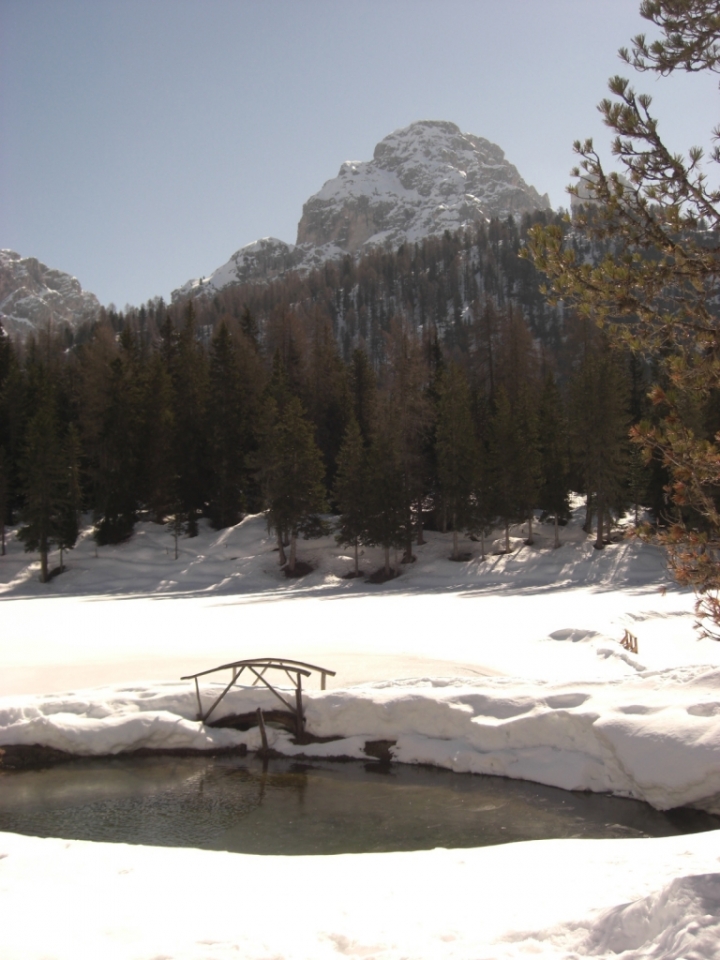 Sotto la neve di asolina