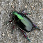 Repsimus Scarab Beetle