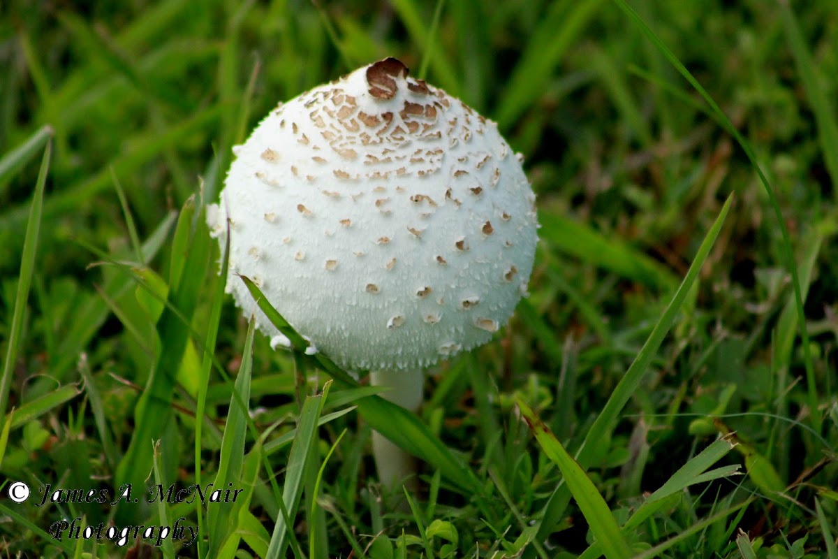 False Parasol