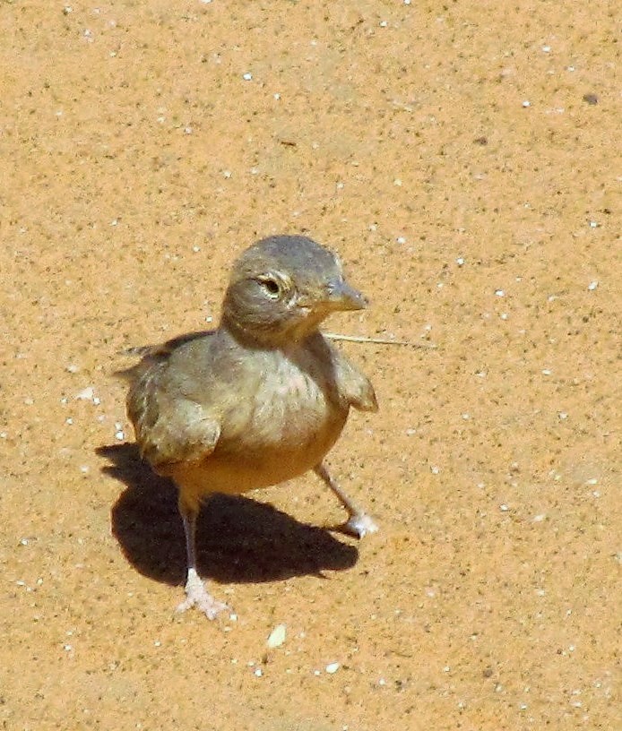 Desert Lark