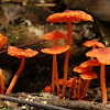 Red fungi