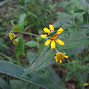 Flower Beetle