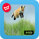 Download Awesome Fox Picture For PC Windows and Mac 1.0