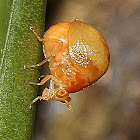 Celyphid Beetle Fly