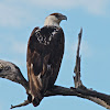 African Fish Eagle (sub adult)