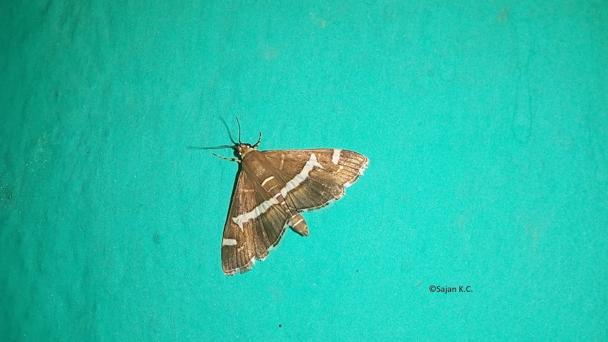 Beet Webworm Moth