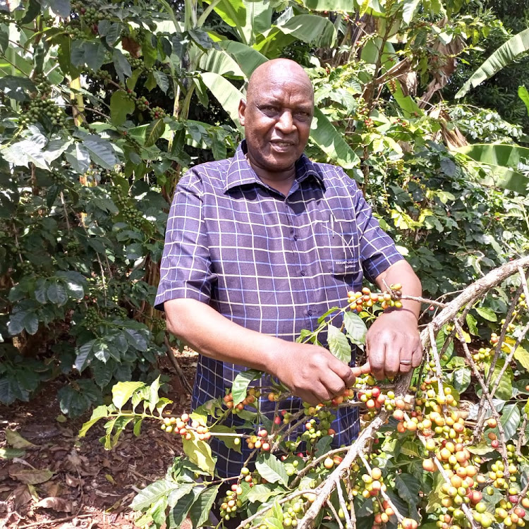 Harris Kiruri in his coffee farm in Kigumo, Murang'a county.